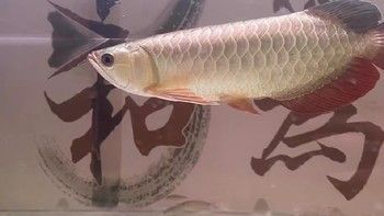 金龍魚一般吃什么飼料（金龍魚的飼料選擇應當多樣化，營養均衡和促進健康生長）