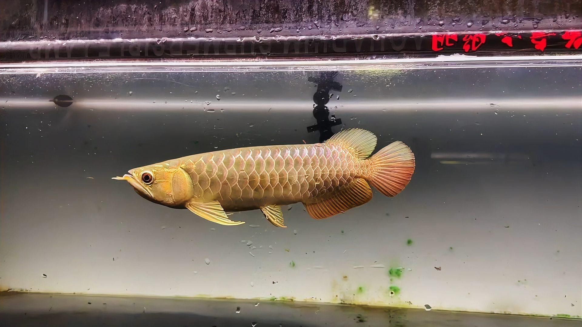 李亞四金龍魚專賣