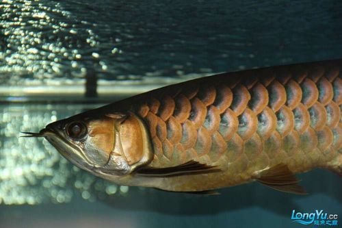 李亞四金龍魚專賣