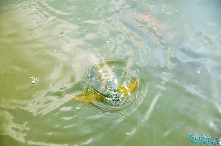 李亞四金龍魚專賣