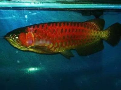 嘴是紅色的魚叫什么龍魚：嘴部呈現(xiàn)紅色的龍魚品種紅龍魚的種類和特點(diǎn)和特點(diǎn)