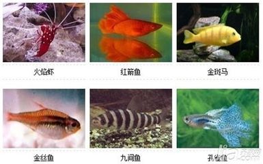 30種常見的小型熱帶觀賞魚有哪些，有哪些特點：30種常見的小型熱帶觀賞魚