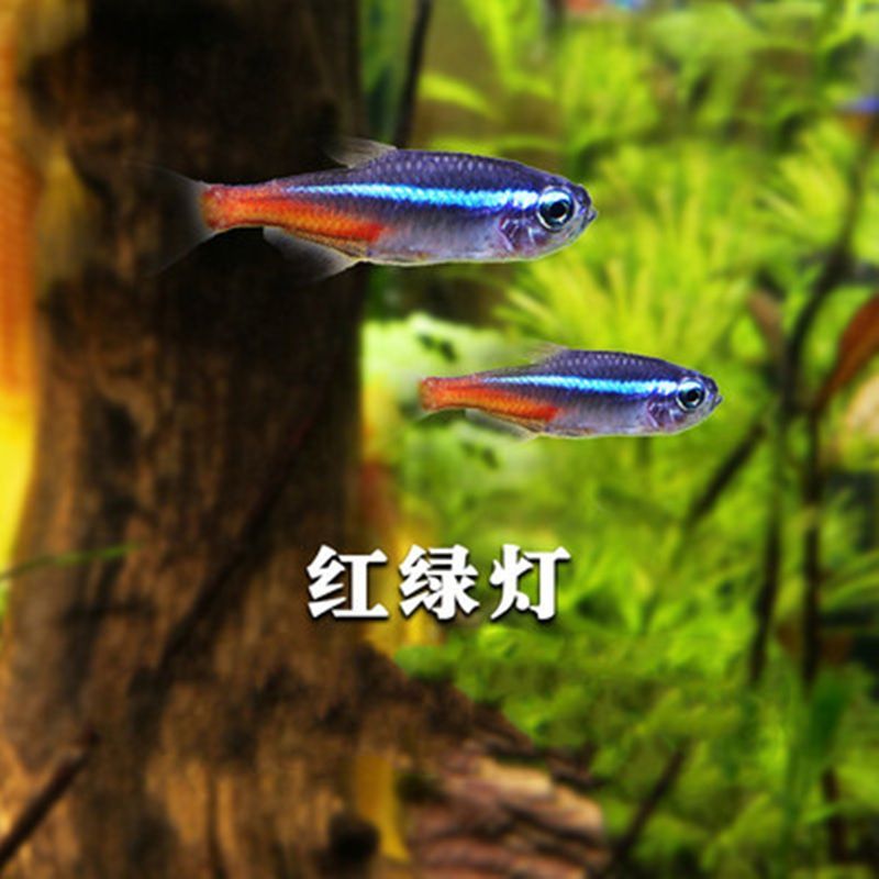 30種常見的小型熱帶觀賞魚有哪些，有哪些特點：30種常見的小型熱帶觀賞魚