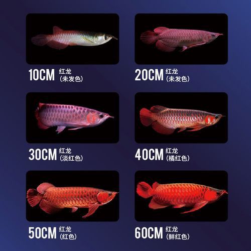 紅龍魚魚苗怎么看品質好