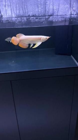 紅龍魚魚苗怎么看品質好