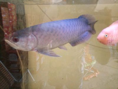 高背金龍魚發色不均勻：高背金龍魚為什么發色不均勻