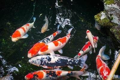 紅龍魚怎么挑選最好的魚缸：如何挑選紅龍魚的養殖技術