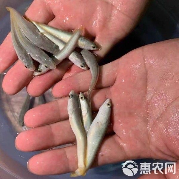 雷龍魚批發商電話