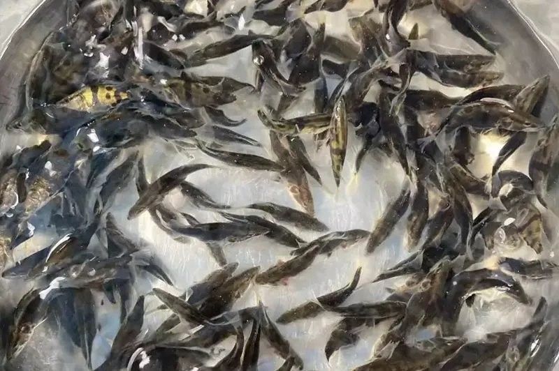 雷龍魚批發商電話