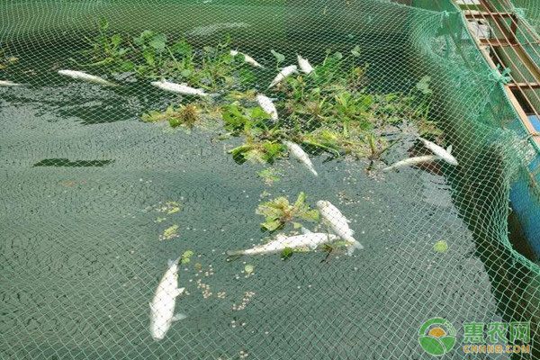 龍魚疾病預防措施有哪些內容呢：龍魚養殖密度最佳實踐指南，龍魚養殖密度最佳實踐