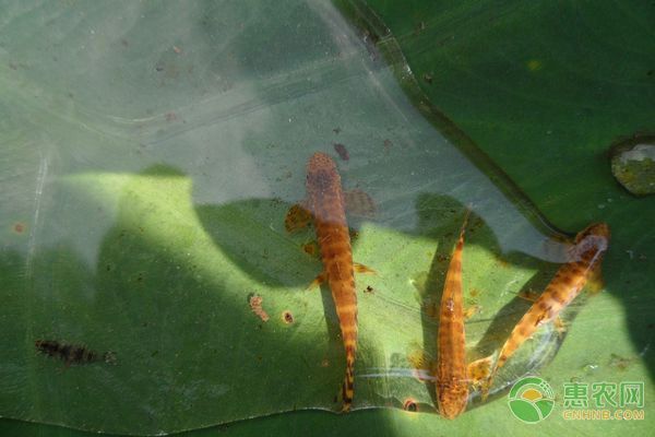 龍魚疾病預防措施有哪些內容呢：龍魚養殖密度最佳實踐指南，龍魚養殖密度最佳實踐
