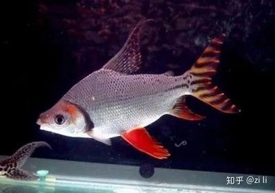 龍魚的最佳配魚時間：適合與龍魚混養的魚類
