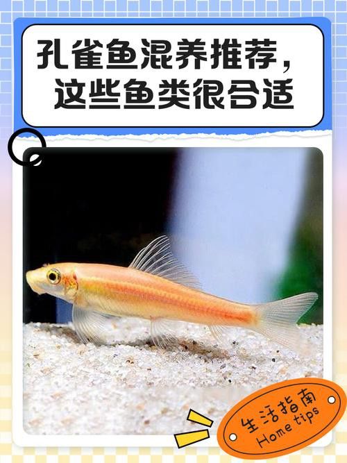 小火龍魚可以和孔雀魚混養嗎圖片