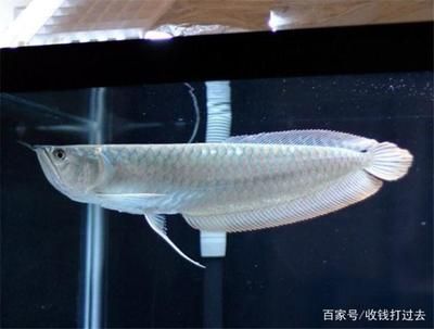 龍魚病后如何恢復食物視頻講解:龍魚患病后恢復食物營養價值高,龍魚食欲不振的常見原因 龍魚百科 第4張 龍魚病后如何恢復食物視頻講解:龍魚患病后恢復食物營養價值高,龍魚食欲不振的常見原因 龍魚病后如何恢復食物視頻講解:龍魚患病后恢復食物營養價值高,龍魚食欲不振的常見原因 龍魚百科 第4張