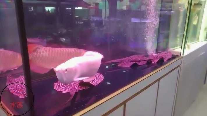 龍魚搭配清缸魚怎么樣好看，龍魚與清缸魚在水族箱中的搭配方式