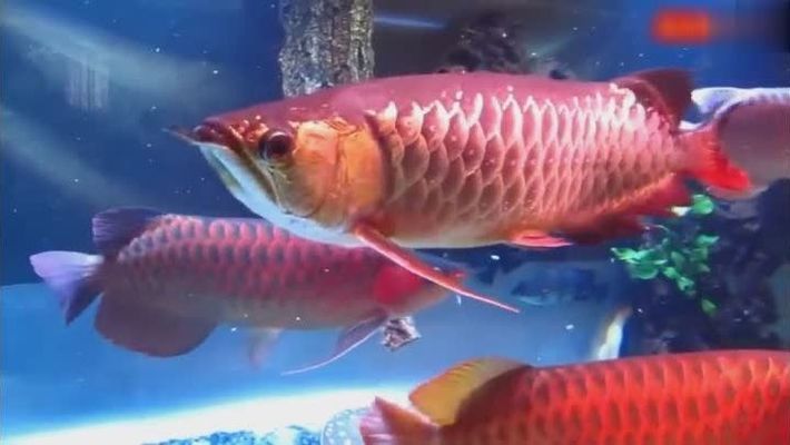 龍魚搭配清缸魚怎么樣好看，龍魚與清缸魚在水族箱中的搭配方式