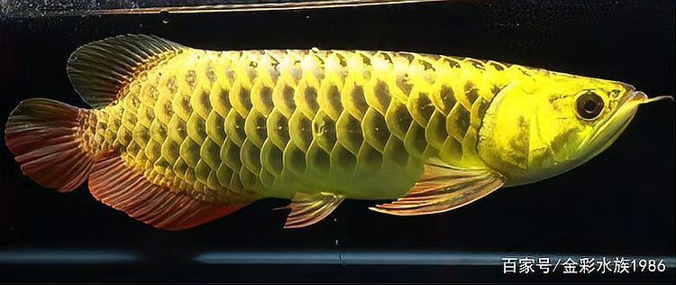 如何預防龍魚進食后趴缸？