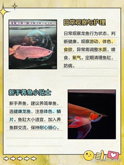 龍魚風水講究圖解