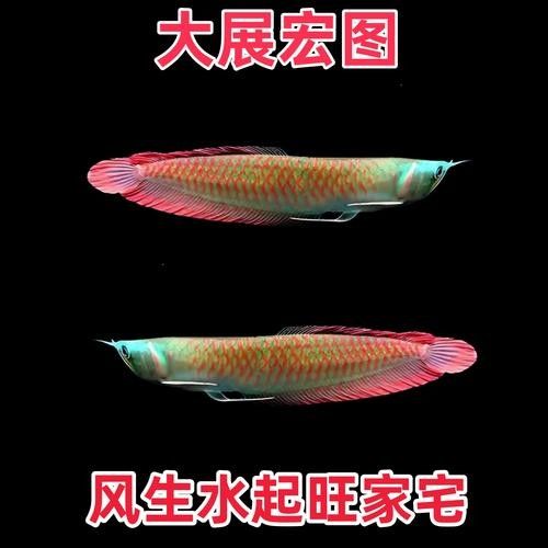 龍魚風水講究圖解