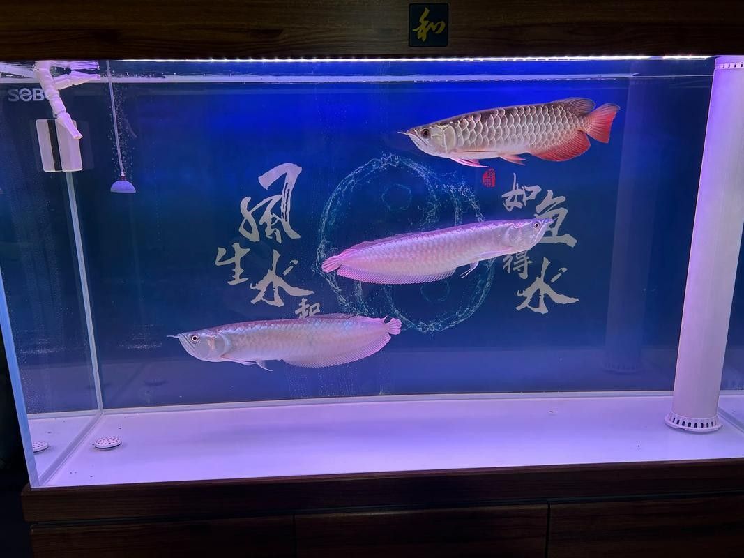 銀龍魚飼養方法大全圖解