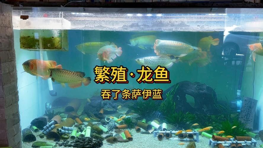 銀龍魚飼養方法大全圖解