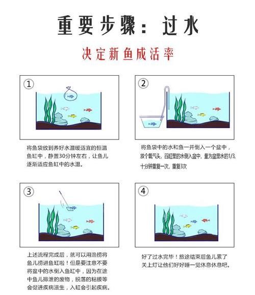 銀龍魚飼養方法大全圖解