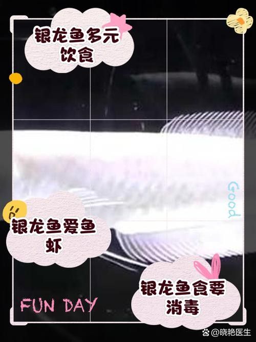 銀龍魚飼養方法大全圖解