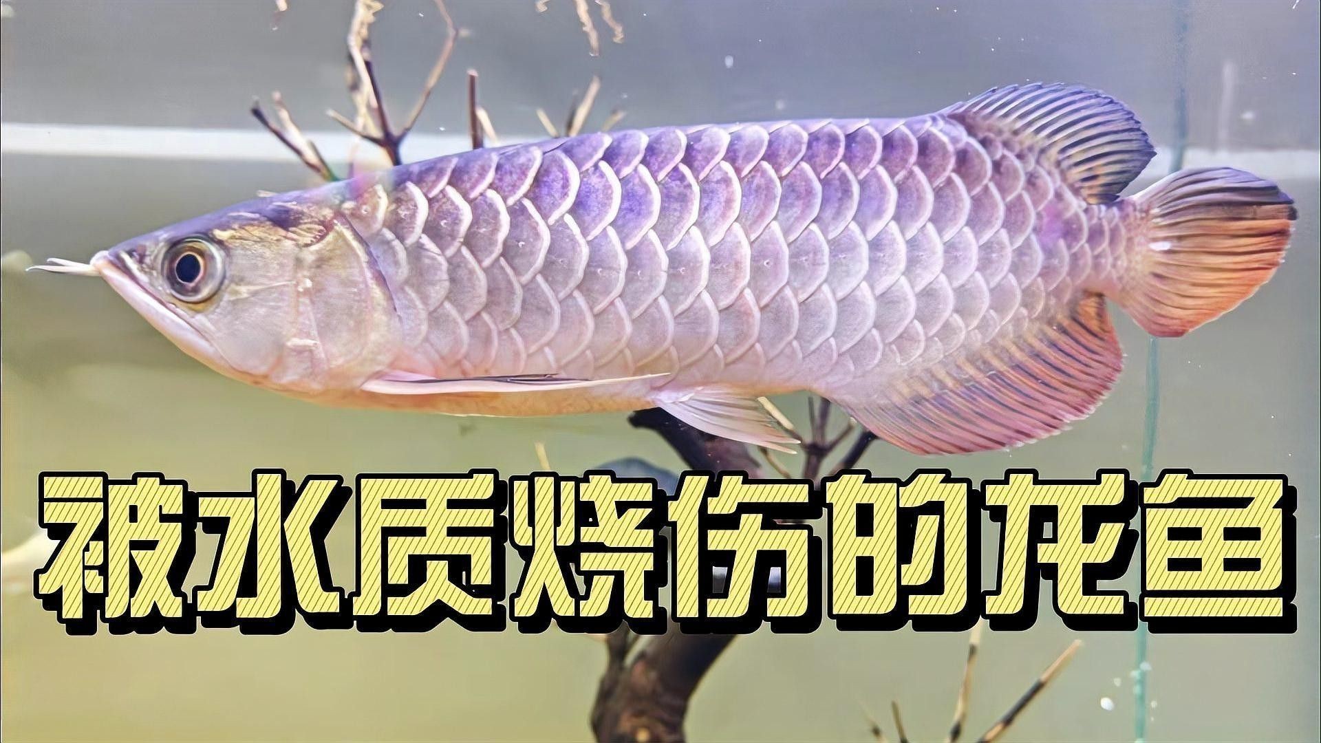 金龍魚要用什么水養最好