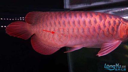龍魚立鱗跟什么關系（如何預防龍魚立鱗病）