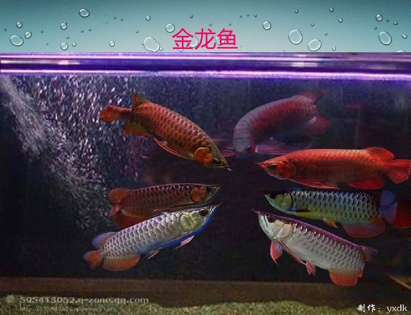 金龍魚資料大全最新版本更新內容 金龍魚資料大全最新版本更新內容 龍魚百科 第7張