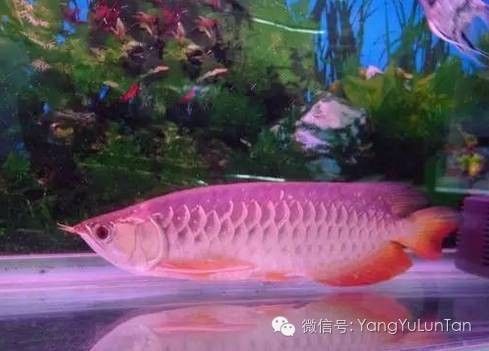 龍魚停喂期間需要換水嗎？