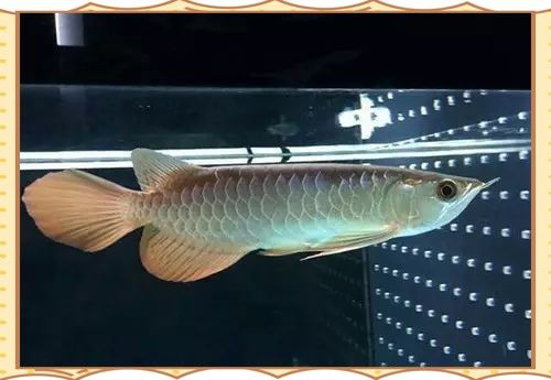 龍魚停喂期間需要換水嗎？