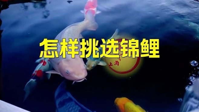 錦鯉怎么選才是好魚