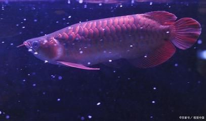 紅龍魚拒食怎么辦，如何解決紅龍魚拒食問(wèn)題