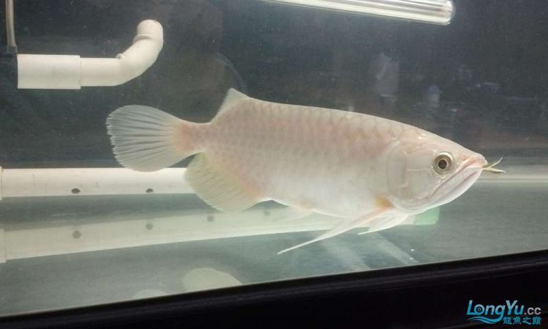 金龍魚和青龍魚的區別