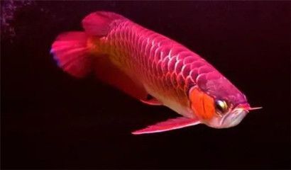 龍魚胡須彎曲的原因(龍魚胡須彎曲可能由以下幾個原因引起:撞擊魚缸壁) 龍魚百科 第5張 龍魚胡須彎曲的原因(龍魚胡須彎曲可能由以下幾個原因引起:撞擊魚缸壁) 龍魚胡須彎曲的原因(龍魚胡須彎曲可能由以下幾個原因引起:撞擊魚缸壁) 龍魚百科 第5張