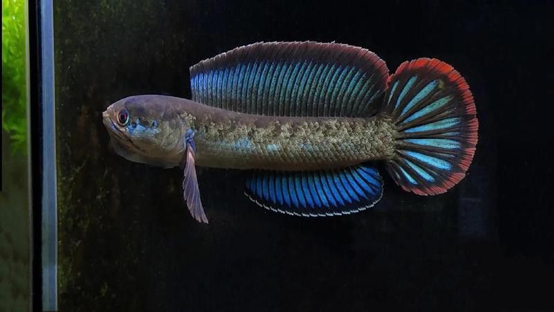 如何判斷雷龍魚是否成熟？