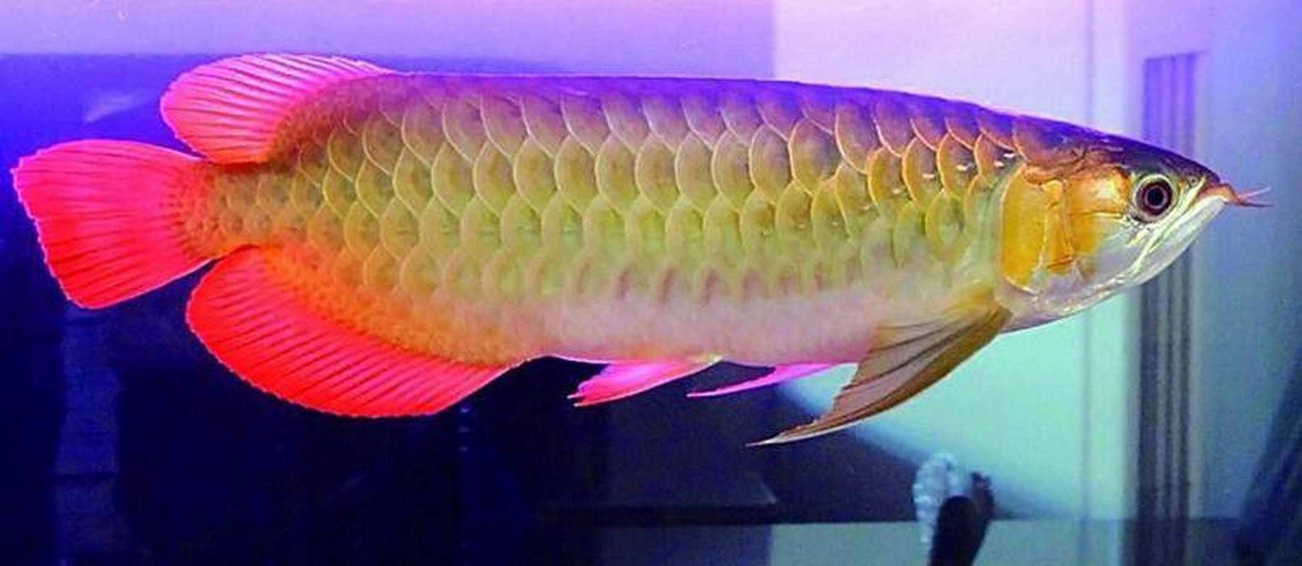 金龍魚的樣子圖片