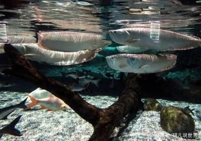 銀龍魚水質管理方法：銀龍魚氨氮硝氮管理方法，銀龍魚水硬度最佳范圍
