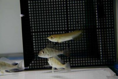 和龍魚混養：可以和龍魚混養的魚類是一些可以與龍魚混養的魚類