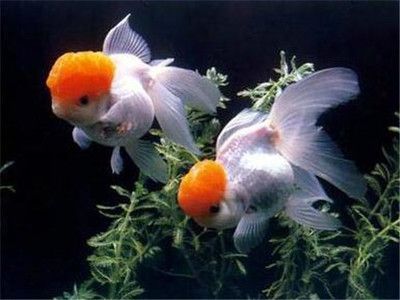 家里養龍魚風水吉兇（養龍魚有什么風水講究）