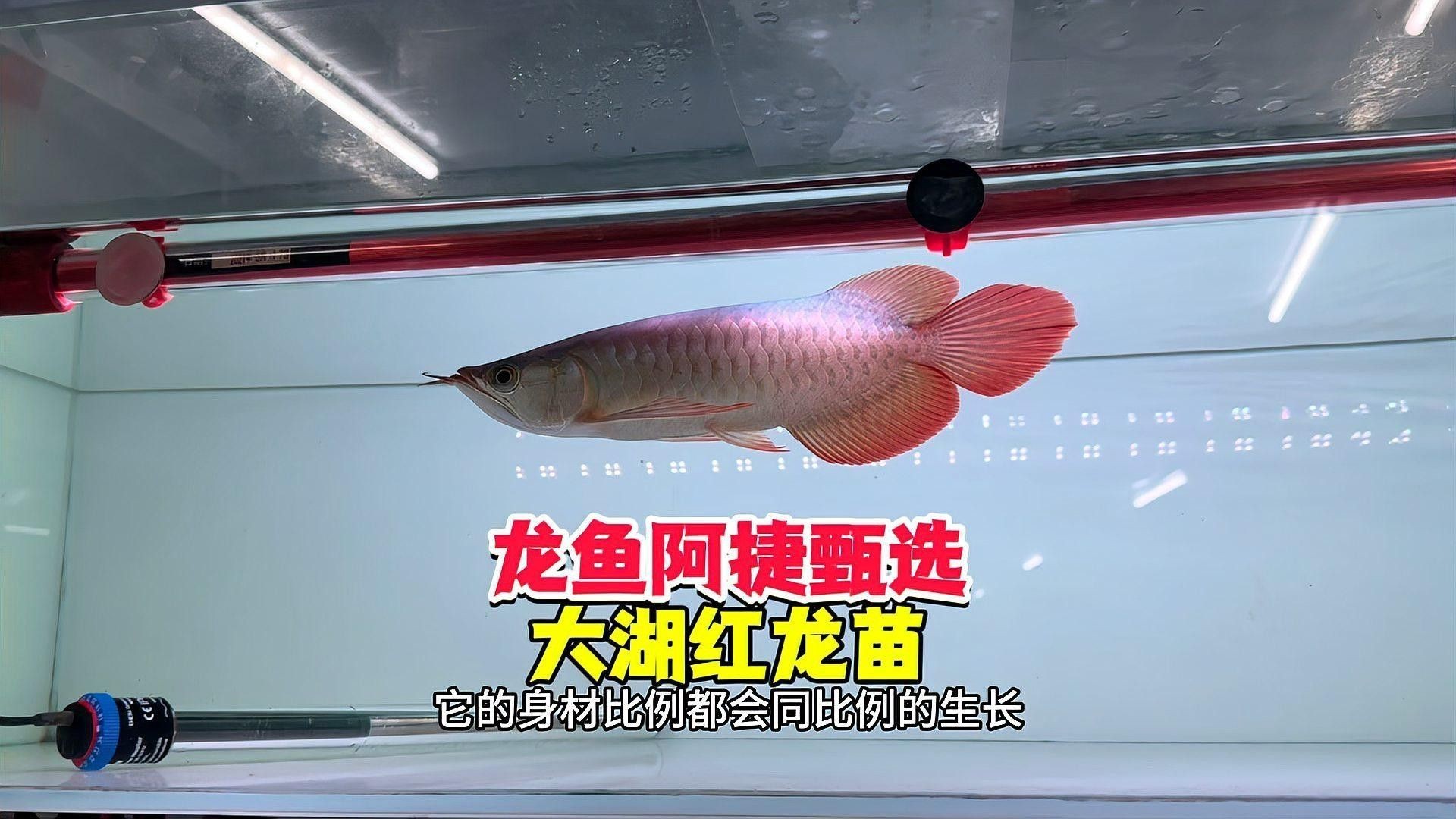 入門級紅龍的價格范圍是多少？