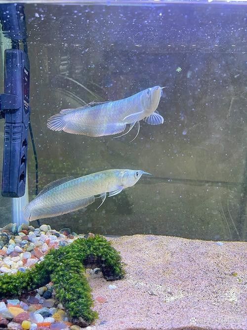 銀龍魚苗圖片大全大圖