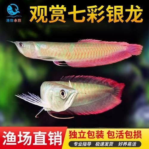 銀龍魚苗圖片大全大圖