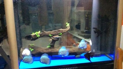 廣州魚缸批發v祥龍魚場（廣州魚缸定做-祥龍魚場）