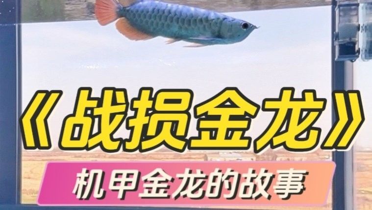 金龍魚視頻在哪個平臺最受歡迎？ 金龍魚視頻在哪個平臺最受歡迎？ 龍魚百科 第4張