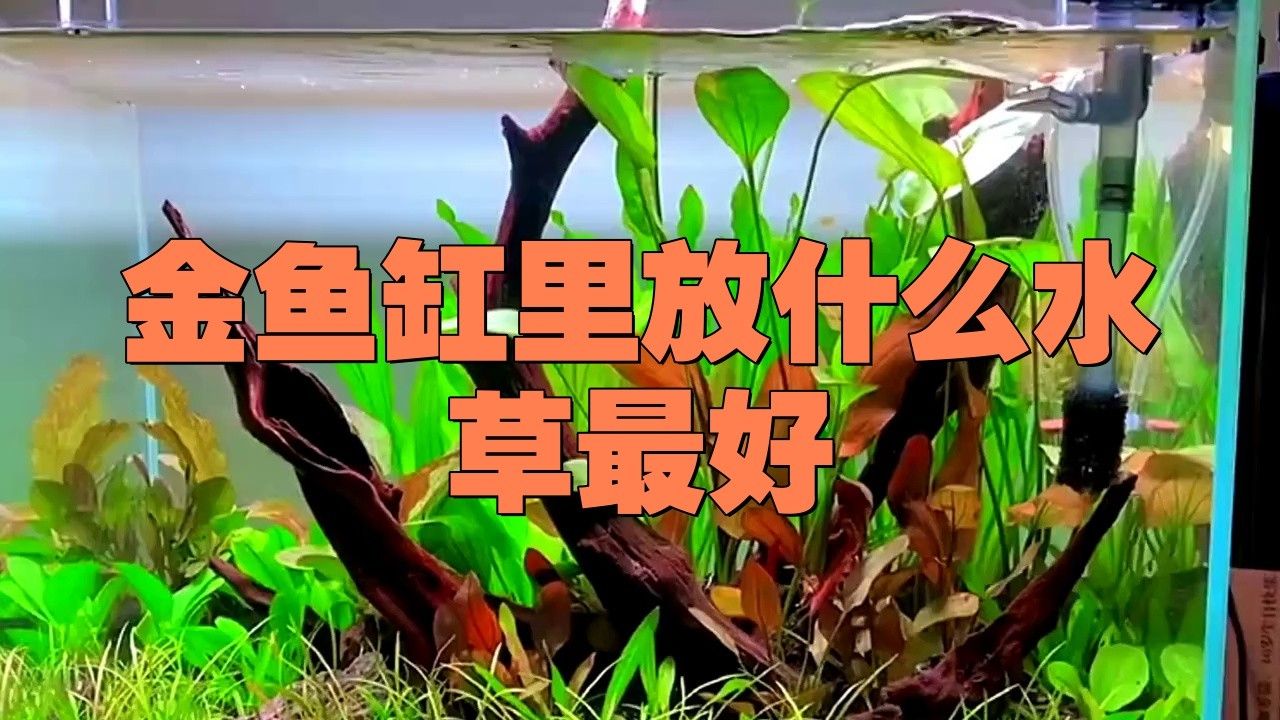 金龍魚缸中應該放哪些水草？