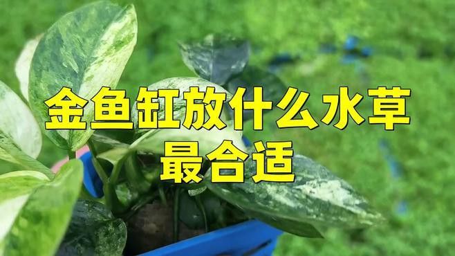 金龍魚缸中應該放哪些水草？