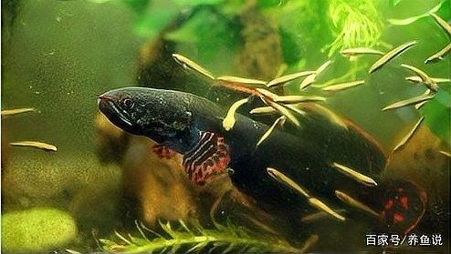 鬼王雷龍魚繁殖季節是什么時候？