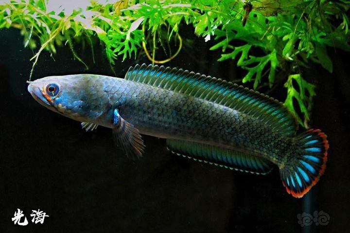 鬼王雷龍魚繁殖季節是什么時候？